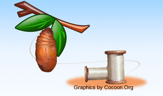 Silk made from Cocoon