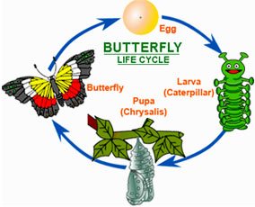 Butterfly Life Cycle